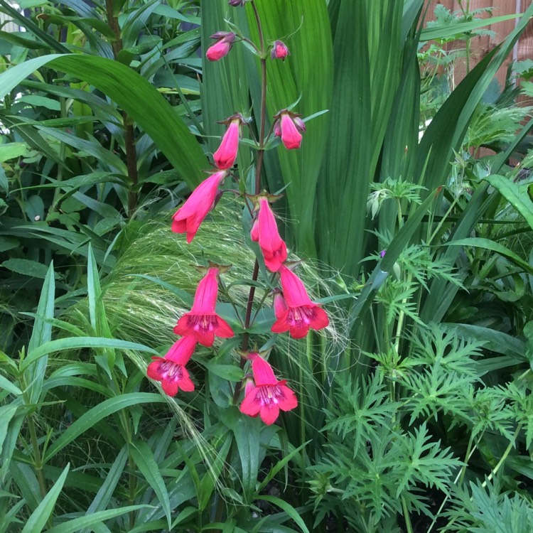 Plant image Penstemon 'Andenken an Friedrich Hahn' syn. Penstemon 'Garnet'