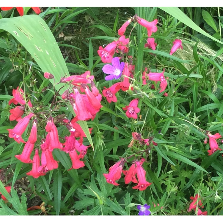 Plant image Penstemon 'Andenken an Friedrich Hahn' syn. Penstemon 'Garnet'