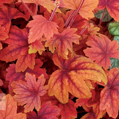 Plant image Heuchera 'Autumn Leaves'