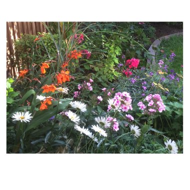 Linda's garden