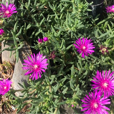 Linda's garden