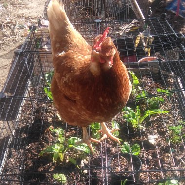Linda's garden