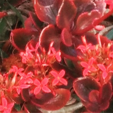 Linda's garden