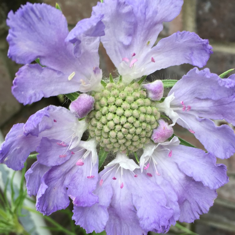 Plant image Cephalaria gigantea syn. Cephalaria caucasica ; Cephalaria tatarica