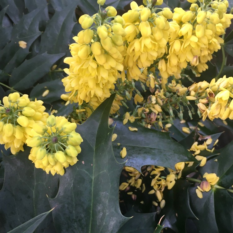 Plant image Mahonia x media 'Winter Sun' syn.Mahonia x wagneri 'Winter Sun'