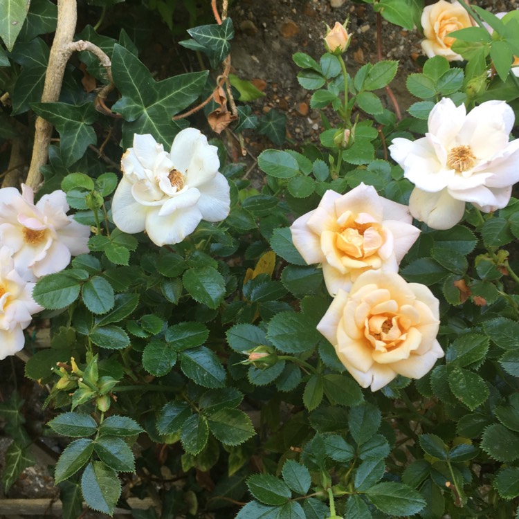 plant image 812538