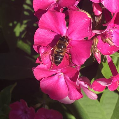 Phlox