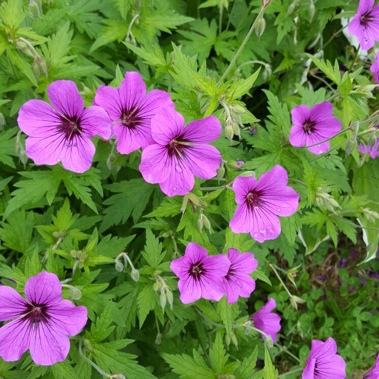 plant image 147408