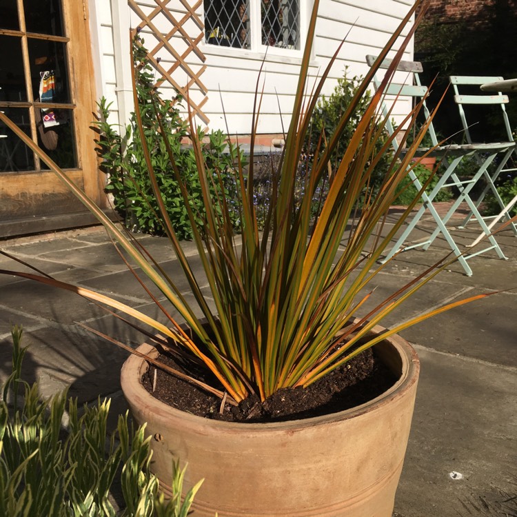 Plant image Libertia peregrinans 'Gold Leaf'