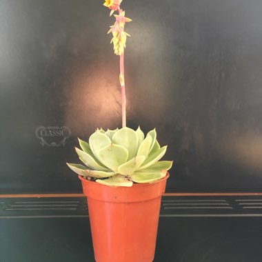 Linda's garden