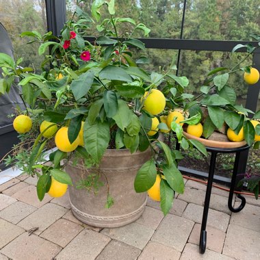 Meyer Lemon Tree