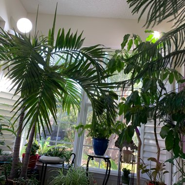 Linda's garden