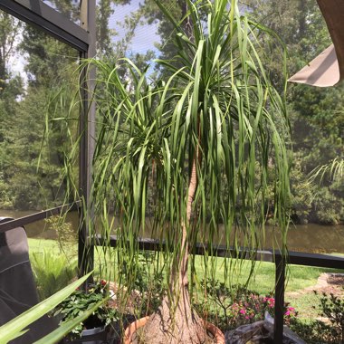 Elephant's Foot Palm