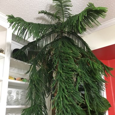 Norfolk Island Pine