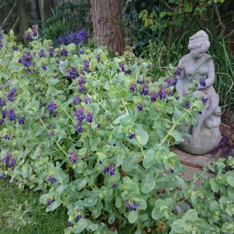 plant image 365651