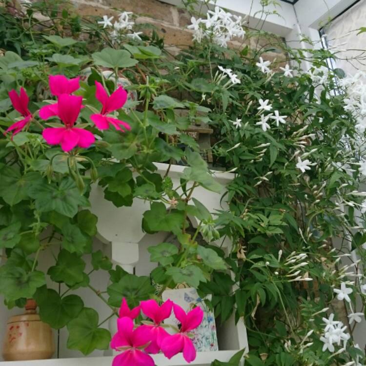 plant image 371510