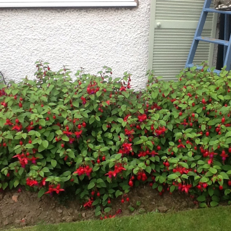 Linda's garden