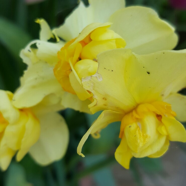 Plant image Narcissus 'Yellow Cheerfulness' syn. Narcissus 'Ruth Fox'