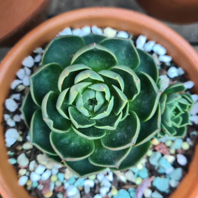 Plant image Echeveria Longissima