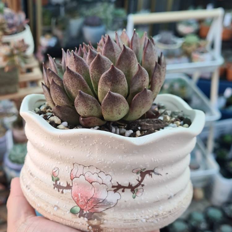 Plant image Echeveria Nightfall
