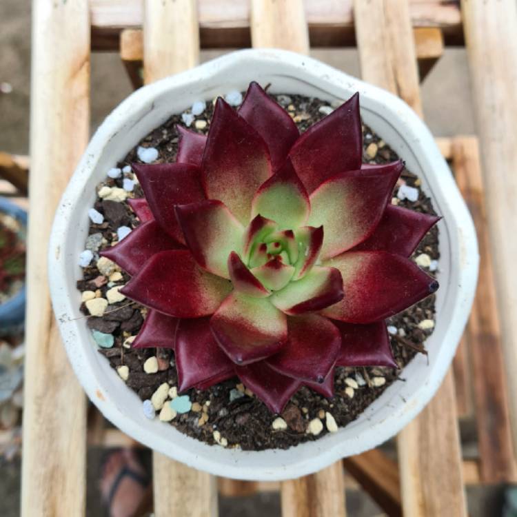plant image 1445780 plant image 1445780