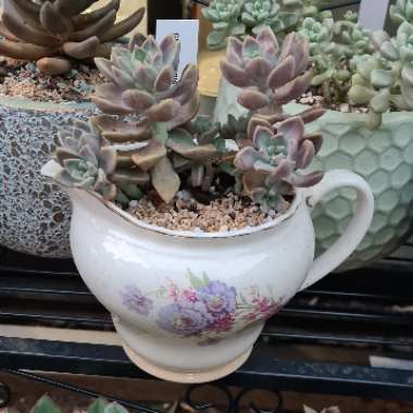 xGraptoveria Acaulis