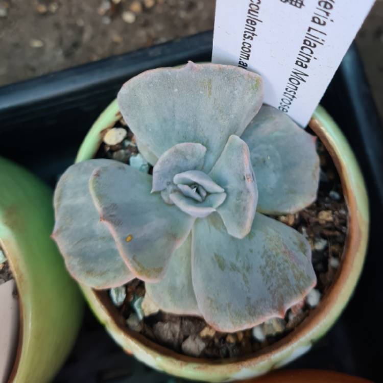 Plant image Echeveria Lilacina Monstrose