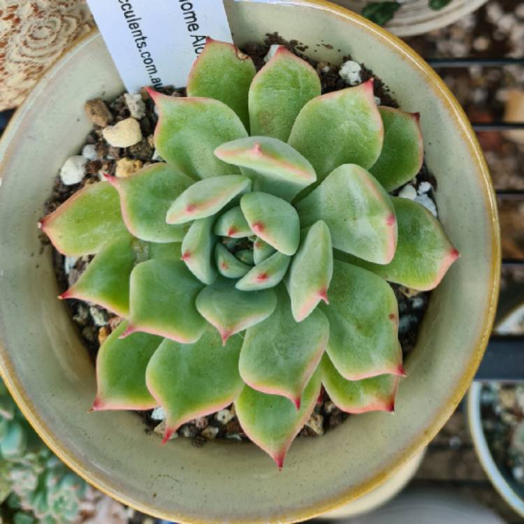 Plant image Echeveria Home Alone