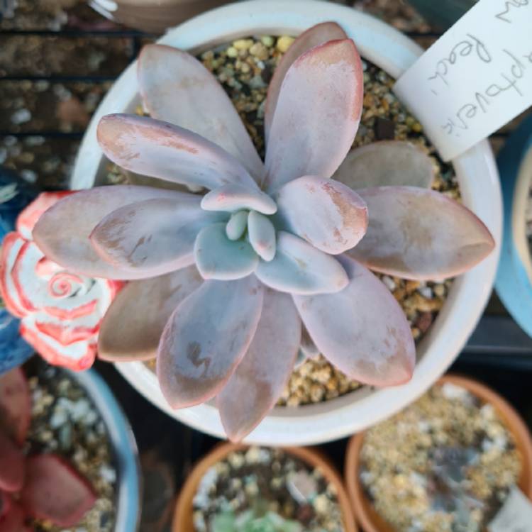 plant image 1446131