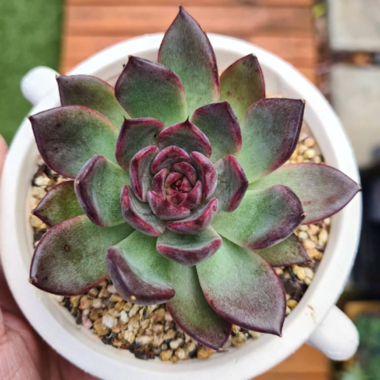 Plant image Echeveria Nightfall