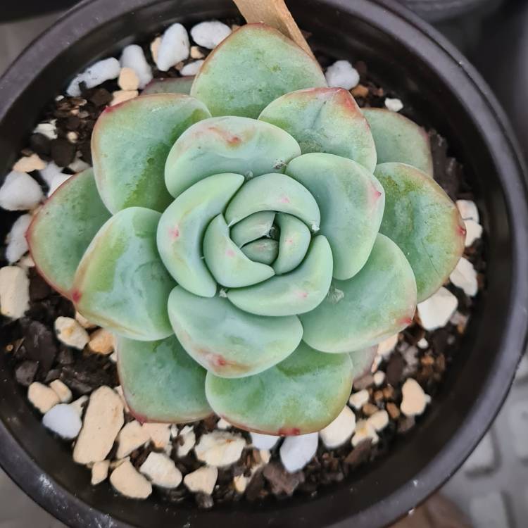 plant image 1462356