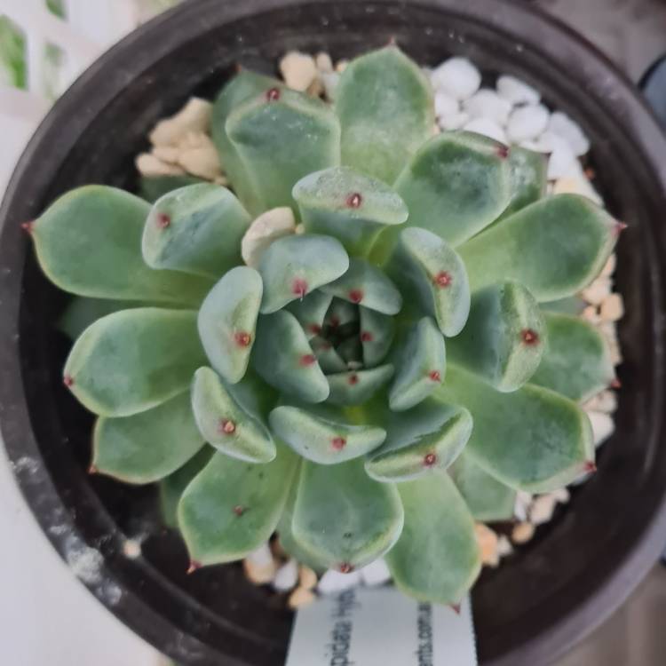 Plant image Echeveria Minima x Cuspidata var. Zaragozae