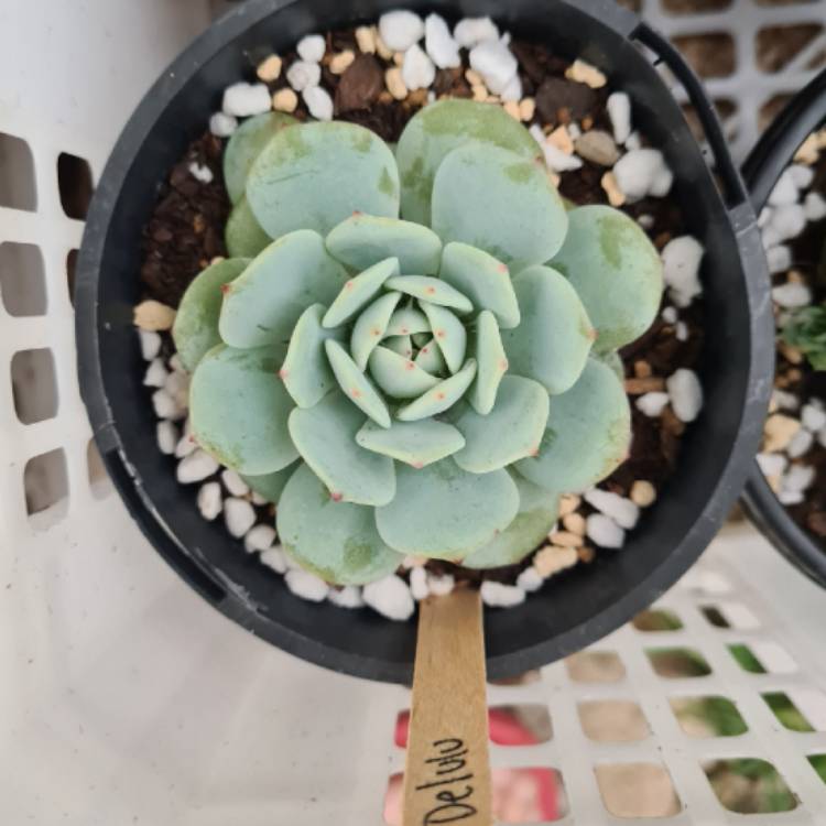 Plant image Echeveria Derlu