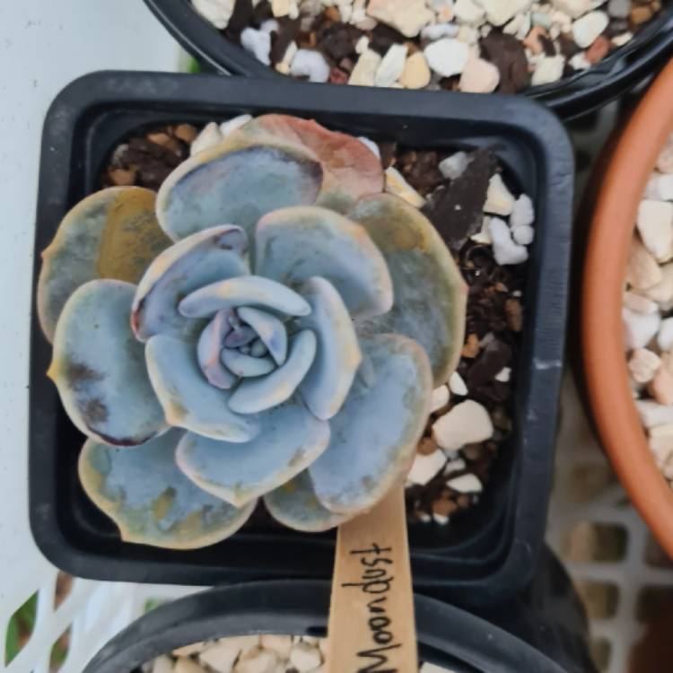Plant image Echeveria Moondust