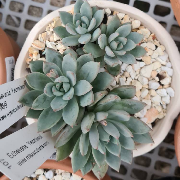 plant image 1462373