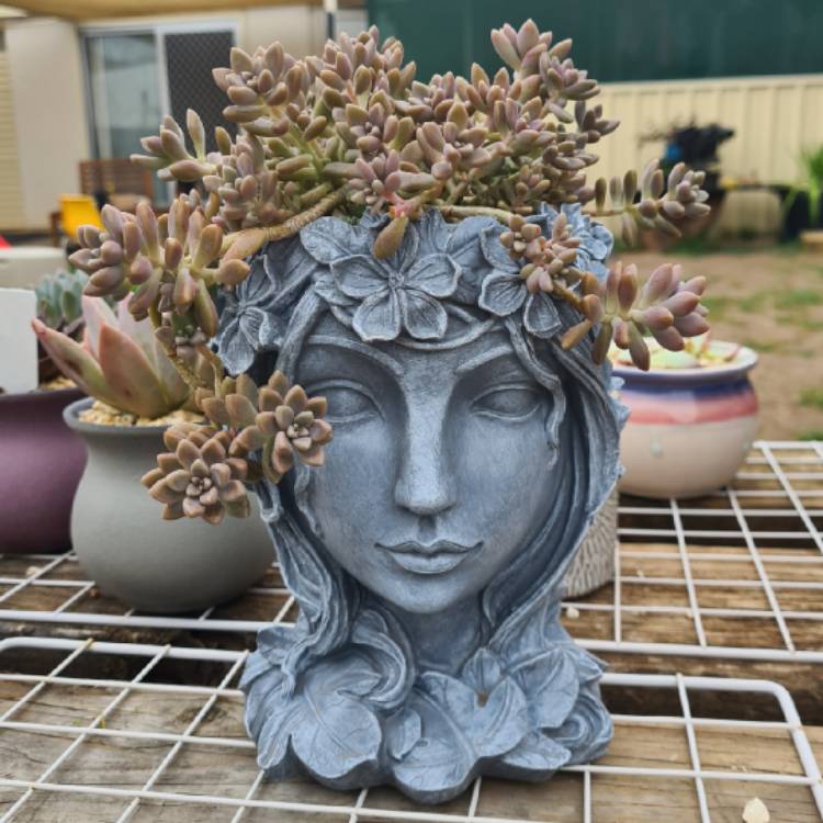 Plant image Graptopetalum Mirinae