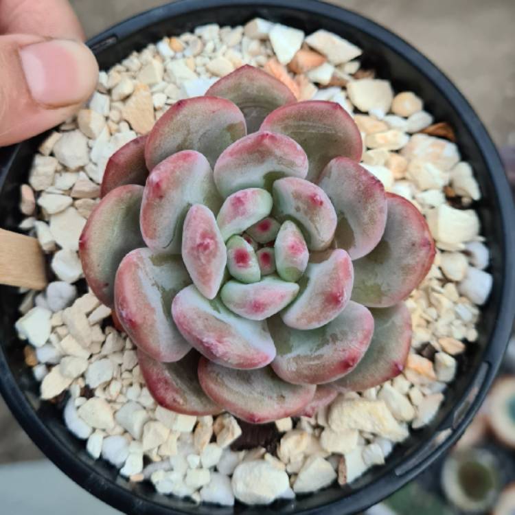 Plant image Echeveria Laui x Champagne