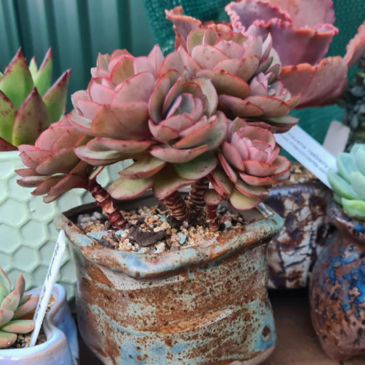 plant image 1468779