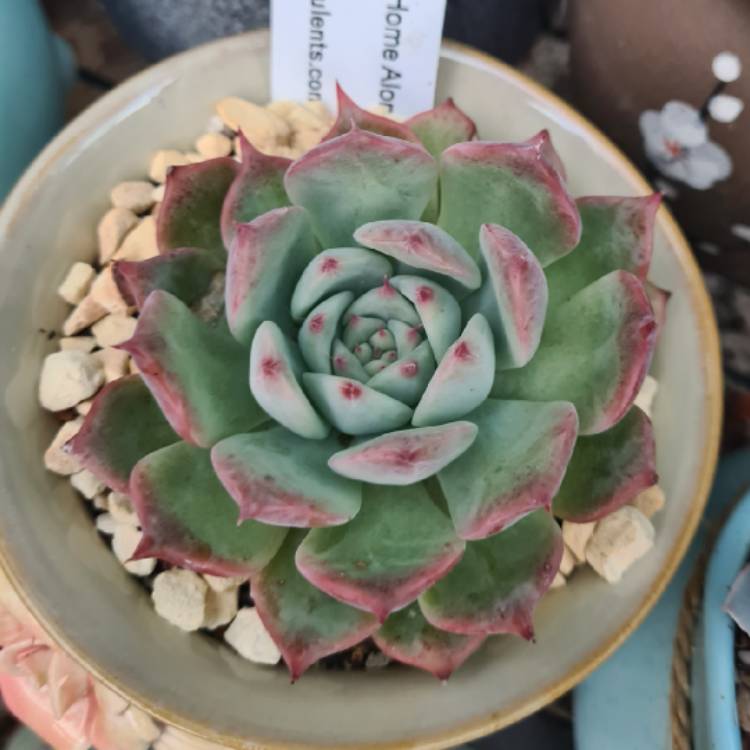 Plant image Echeveria Home Alone