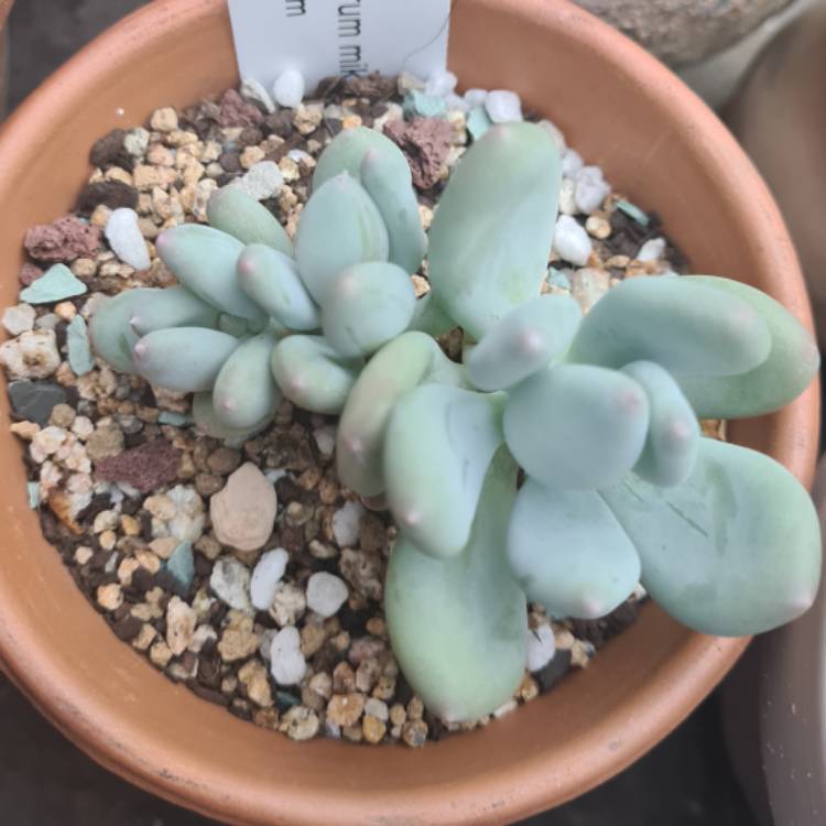 plant image 1468889