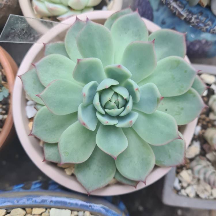 Plant image Echeveria Prism