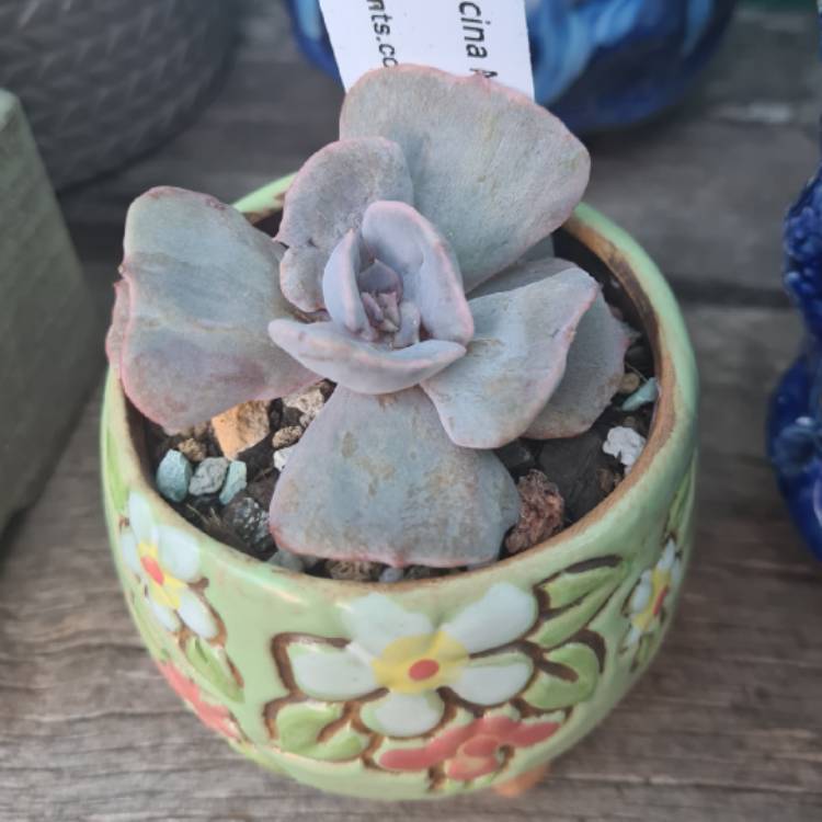 Plant image Echeveria Lilacina Monstrose