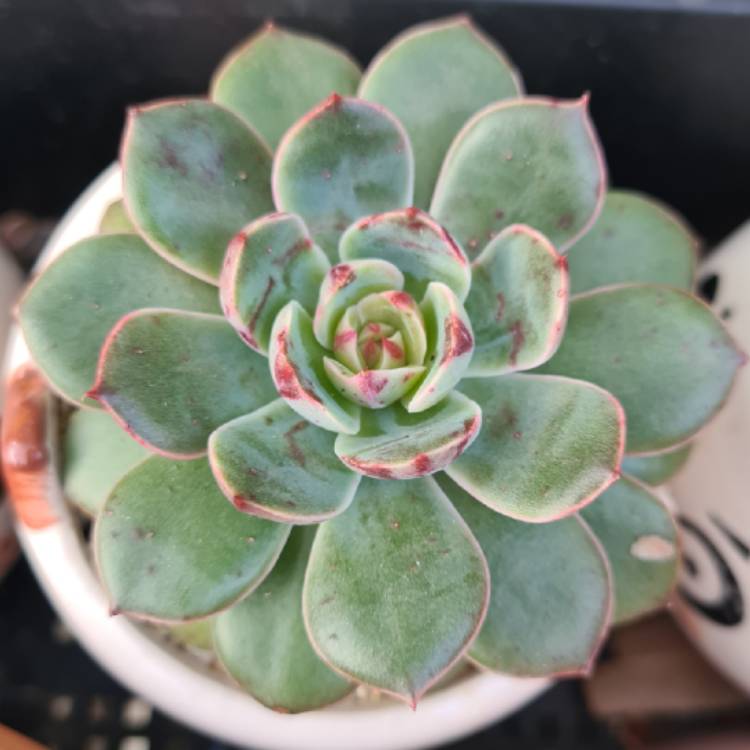 Plant image Echeveria Santa Lewis