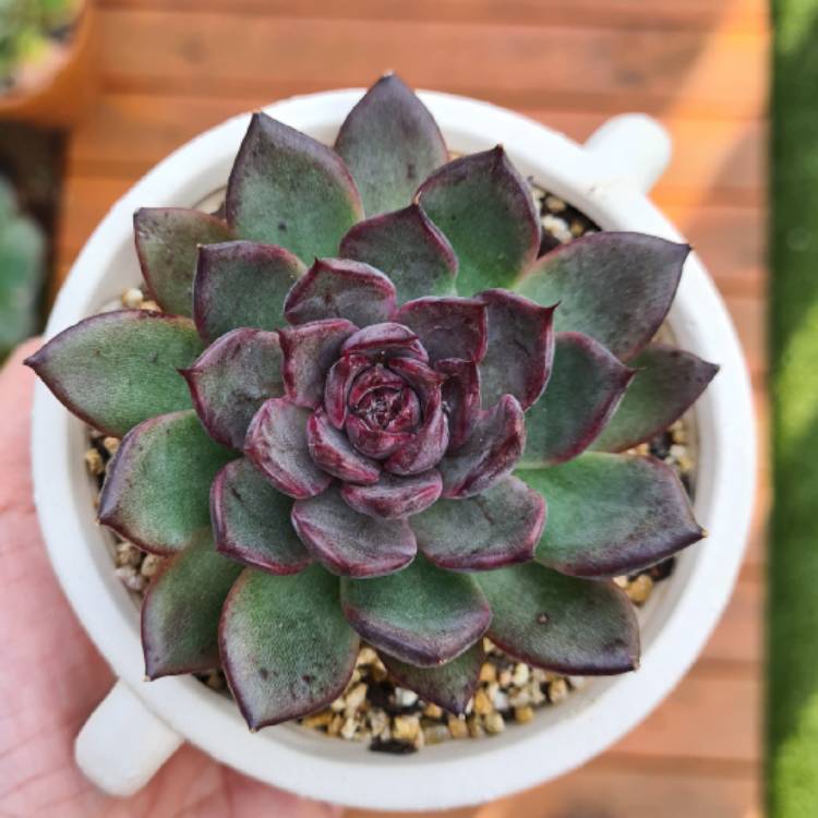 Plant image Echeveria Nightfall