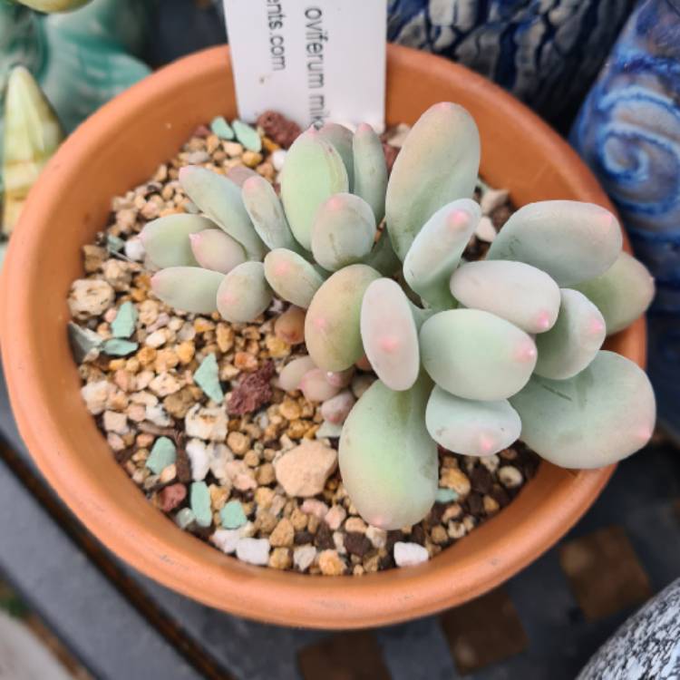 Plant image Pachyphytum Oviferum Mikadukibijin