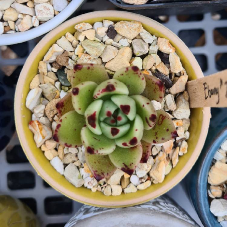 Plant image Echeveria Agavoides Ebony x Cuspidata v. Zaragozae