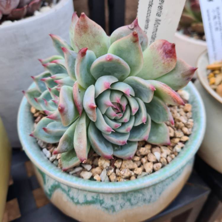 Plant image Echeveria Chihuahuaensis x Colorata Lindsayana
