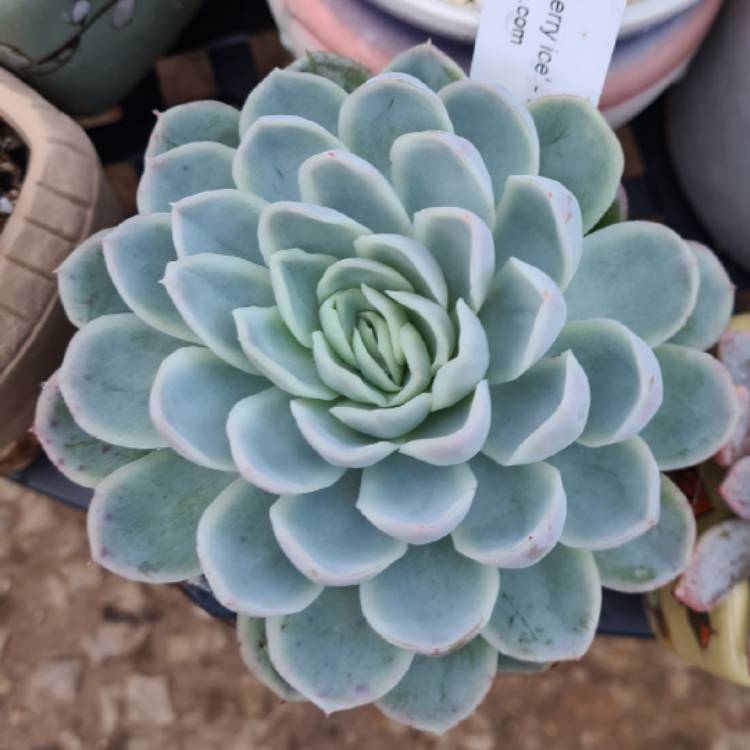 Plant image Echeveria Raspberry Ice