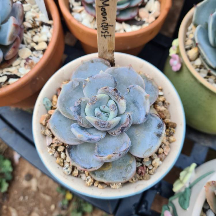 plant image 1523451