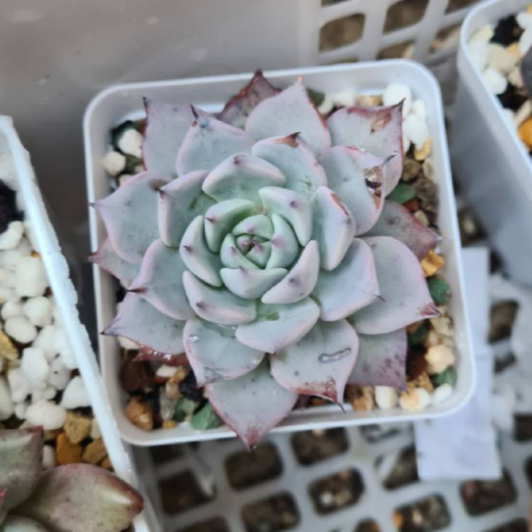Plant image Echeveria Beatrice